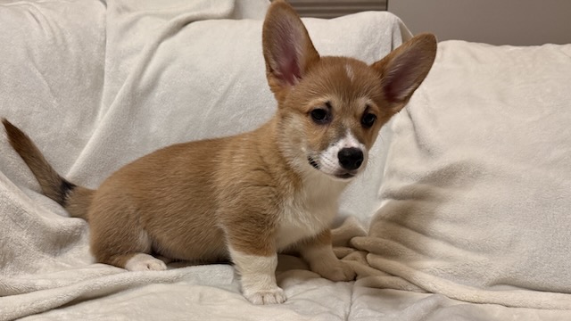 Athena • Pordr Corgis